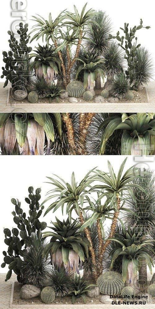 Collection Of Tropical Desert Plants 1108